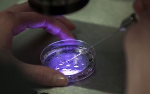 Fecondazione in vitro, uno studio tranquillizza: non aumenta il rischio di cancro al seno